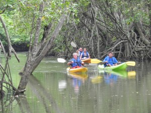 Kayak Mangrove Tour Photo 2